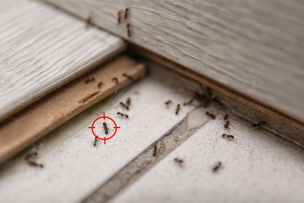 Best Affordable Pest Control Services  in Ironde, AL
