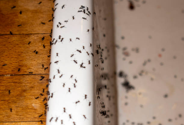Pest Control Cost in Irondale, AL