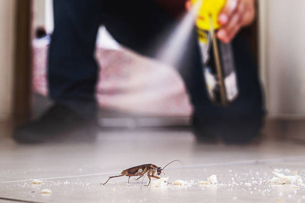 Best Mosquito Control Services  in Ironde, AL